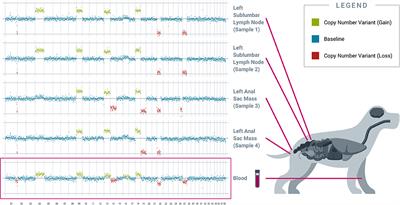 Blood-Based Liquid Biopsy for Comprehensive Cancer Genomic Profiling Using Next-Generation Sequencing: An Emerging Paradigm for Non-invasive Cancer Detection and Management in Dogs